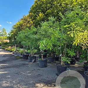 Styphnolobium japonicum 350-400 cm cont. 80L