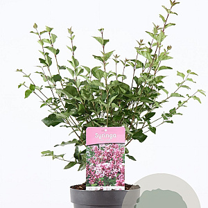 Syringa 'Josée' 30-40 cm 3,0L