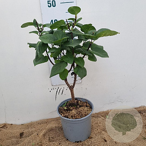 Syringa v. 'And. an Ludwig Späth' 30-40 cm 3,0L