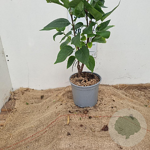 Syringa v. Beauty of Moscow 30-40 cm 3,0L