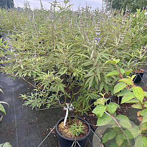 Vitex agnus-castus latifolia 100-125 cm 20L