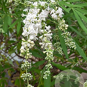 Vitex agnus-castus 'Silver Spire' 175-200 cm cont. 80L
