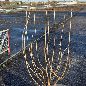 Viburnum opulus 'Roseum' 125-150 cm 20L
