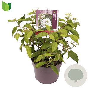Viburnum plic. 'Watanabe' 25-30 cm 3,0L