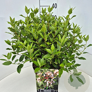 Viburnum tinus 40-50 cm 10L