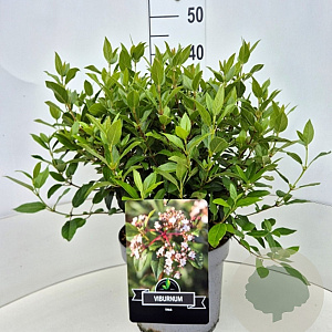 Viburnum tinus 40-50 cm 10L