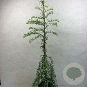 Larix kaempf. 'Stiff Weeper' 70-80 cm 3,0L