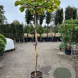 Actinidia deliciosa 'Jenny' 180 cm stam container dakvorm