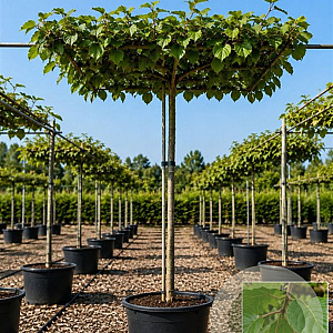 Actinidia deliciosa 'Jenny' 180 cm stam container dakvorm