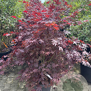 Acer palmatum 150-175 cm 30L