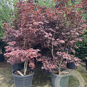 Acer pal. 'Bloodgood' 200-250 cm container meerstammig