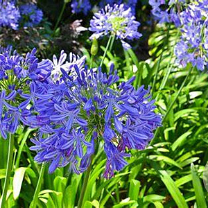 Agapanthus africanus GM 18L