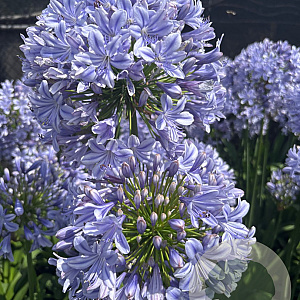 Agapanthus ´Full Moon` GM cont. 90L