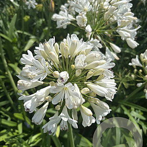 Agapanthus 'Snow Crystal' GM cont. 90L