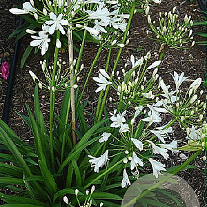 Agapanthus 'Snow Pixie' GM cont. 90L