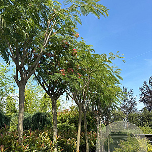 Albizia julibr. Ombrella 18-20 HO cont. 130L