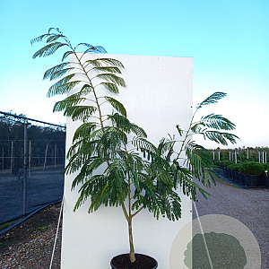 Albizia julibr. Ombrella 200-250 cm 40L