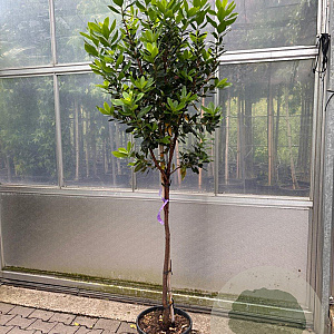 Arbutus unedo halfstam container