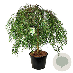 Betula p. 'Youngii' 14-16 HO cont. 180L