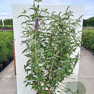 Buddleja d. 'Empire Blue' 225-250 cm container meerstammig extra