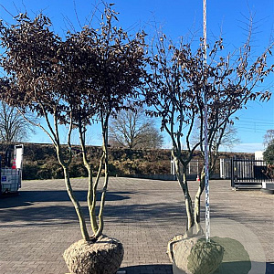 Carpinus betulus 275-300 cm cont. 500L dakvorm meerstammig Solitair