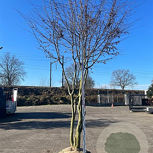 Carpinus betulus 350-400 cm cont. 500L dakvorm meerstammig Solitair