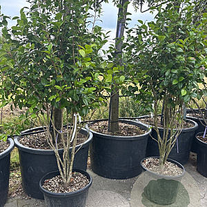 Camellia japonica 'Purity' GM container meerstammig