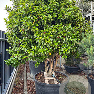 Camellia japonica 250 cm cont. 375L meerstammig solitair