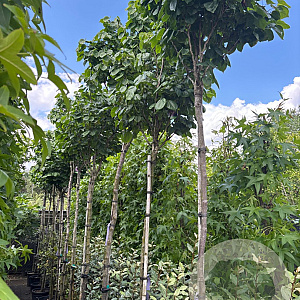 Cercis chinensis 'Avondale' 8-10 HO 30L