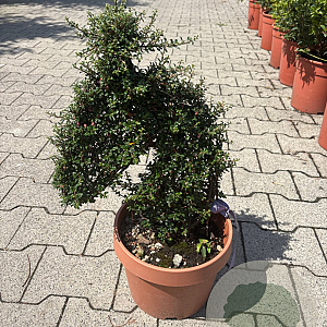 Cotoneaster dammeri GM container