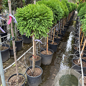Cryptomeria j. 'Globosa Nana' halfstam container