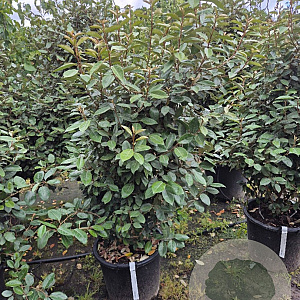 Elaeagnus ebbingei 125-150 cm 30L