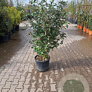 Elaeagnus ebbingei 125-150 cm 30L