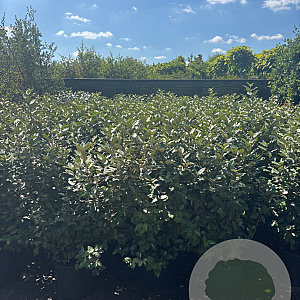 Elaeagnus ebb. 'Compacta' 100-120 cm 18L