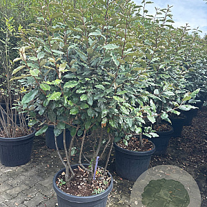 Elaeagnus ebb. 'Compacta' 100-120 cm cont. 55L extra