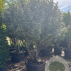 Elaeagnus ebb. 'Compacta' 225-250 cm cont. 290L meerstammig solitair