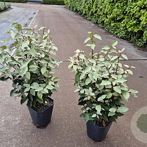 Elaeagnus ebb. 'Compacta' 40-60 cm 5,0L