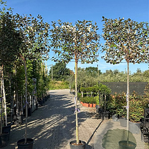 Elaeagnus ebb. 'Compacta' 6-8 HO container 180 lei 100x80