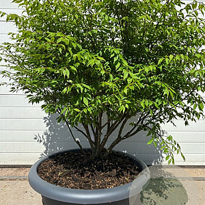 Euonymus alat. 'Compactus' 80-120 cm container schotel meerstammig