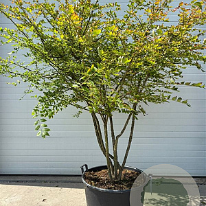 Euonymus alatus 175-200 cm cont. 130L multi bol
