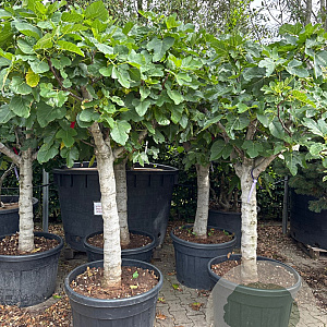 Ficus carica 35-40 HA cont. 150L