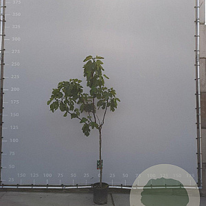 Ficus carica halfstam container