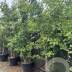 Ginkgo biloba 250-300 cm cont. 90L extra