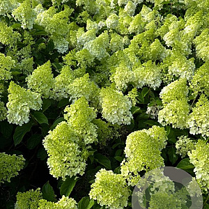 Hydrangea pan. 'Polar Bear' 140-160 cm cont. 160L meerstammig solitair