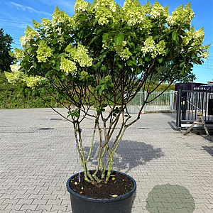 Hydrangea pan. 'Polar Bear' 140-160 cm cont. 160L meerstammig solitair