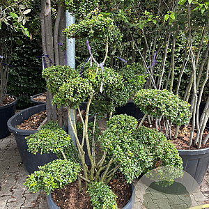Ilex crenata 'Caroline Upright' 125-150 cm cont. 70L schaalvorm bonsai