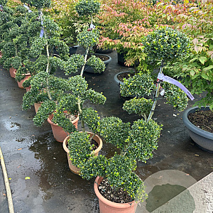 Ilex crenata 'Kimmei' 100-120 cm 12L bossig
