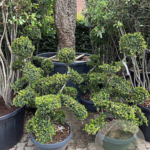 Ilex crenata 'Kimmei' 120-140 cm 45L schaalvorm