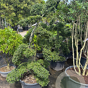 Ilex crenata 'Kimmei' 170-180 cm cont. 60L bonsai