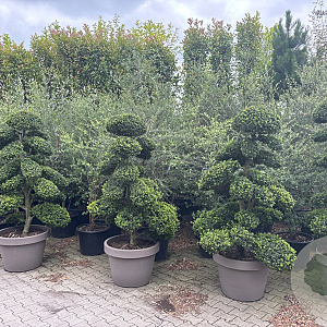 Ilex crenata 'Kimmei' GM container decopot bonsai